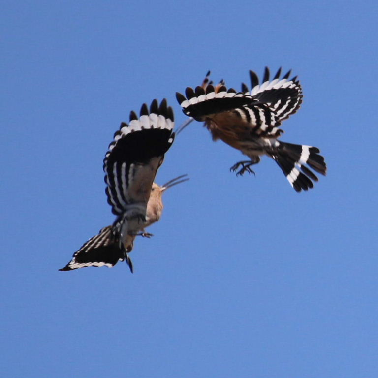 Hoopoes aerial display