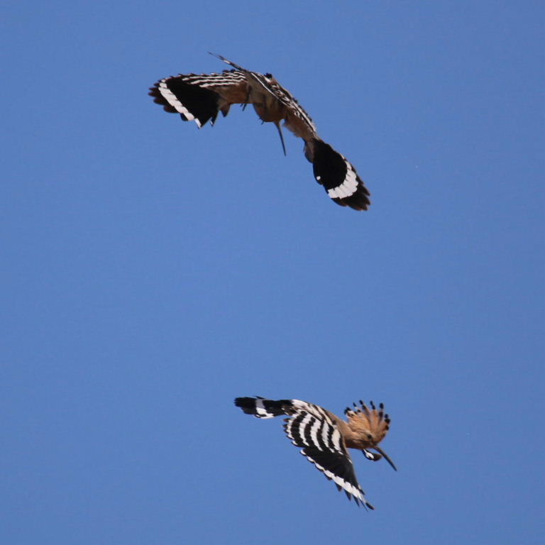 Hoopoes aerial courship display
