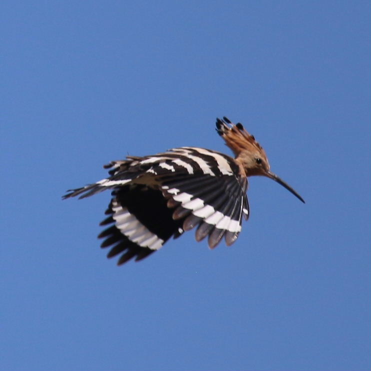 Hoopoes aerial courtship