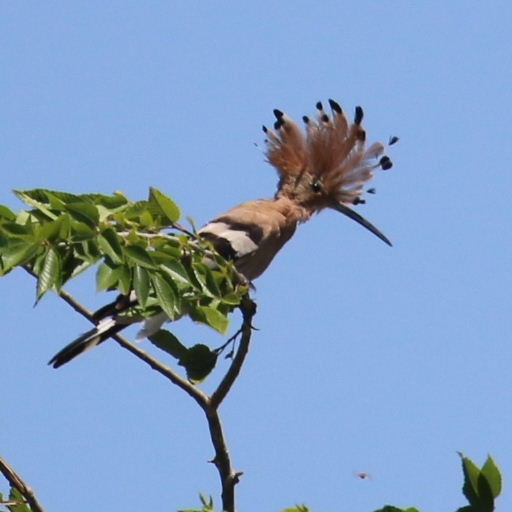 Hoopoe crest raised