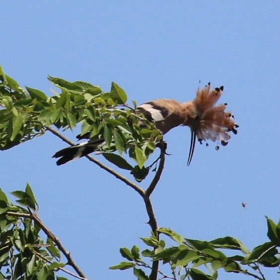 Hoopoes aerial display