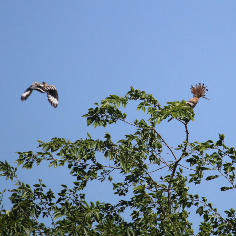 HoopoeHoopoes aerial courtship display