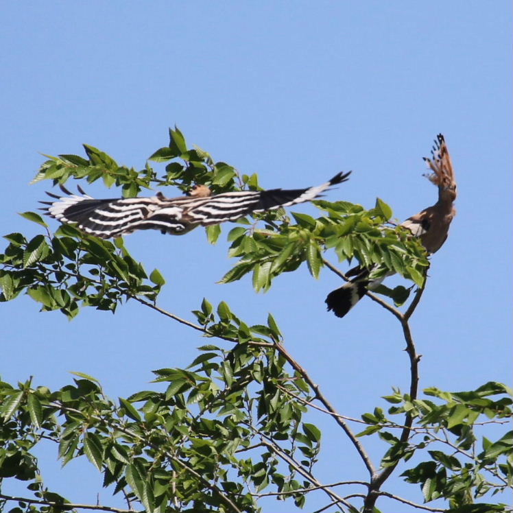 Hoopoes aerial display