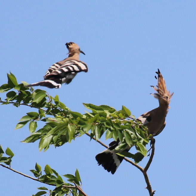 Hoopoes aerial display