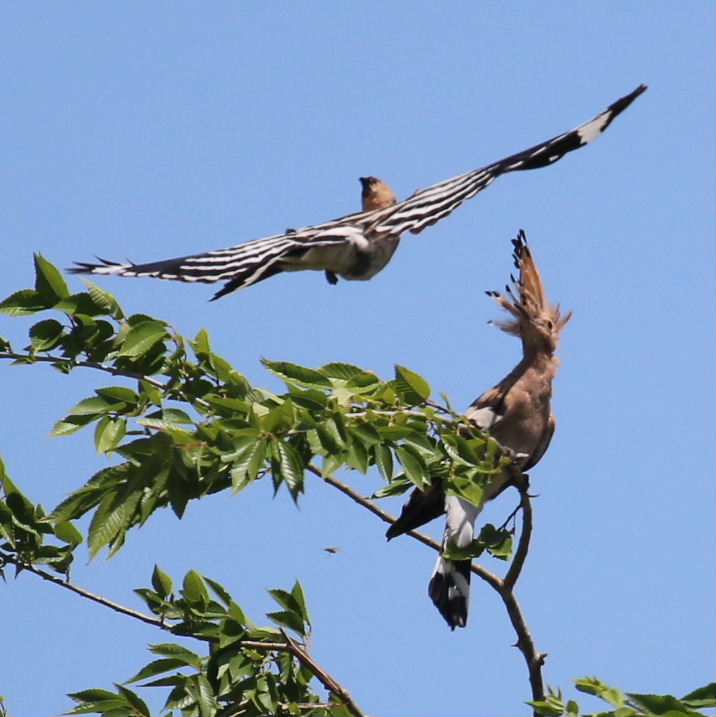 Hoopoes aerial courtship