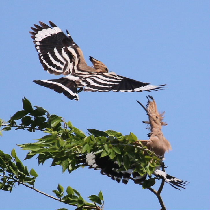 Hoopoes aerial display