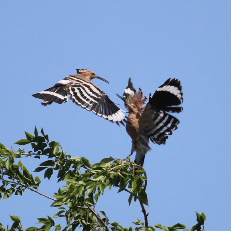 Hoopoes aerial display