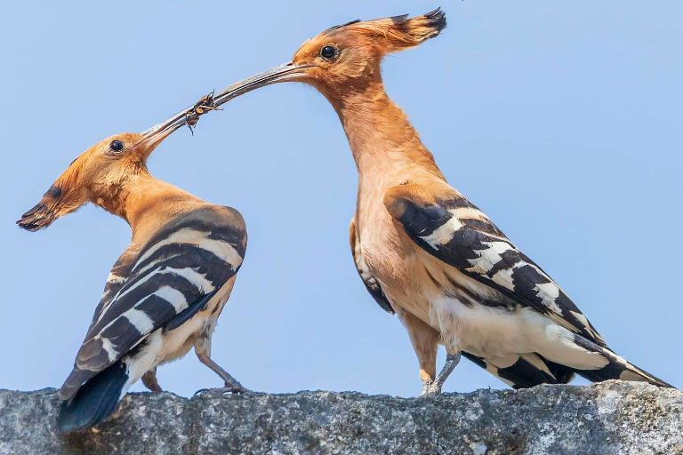 Hoopoe