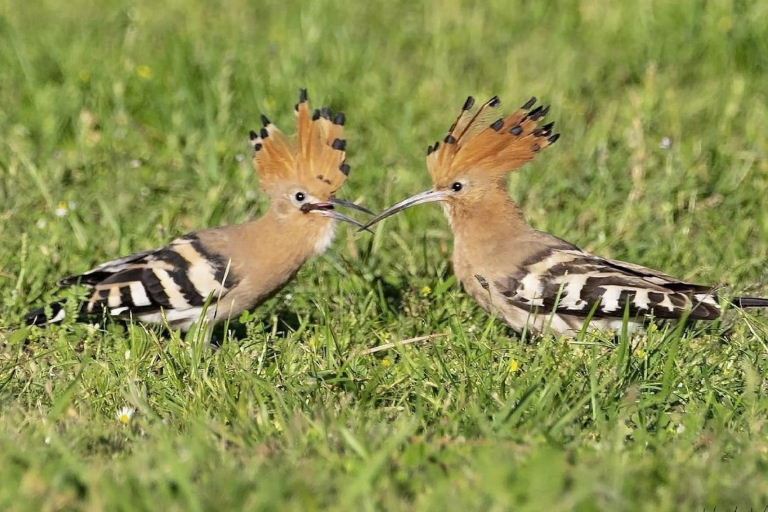 Hoopoe