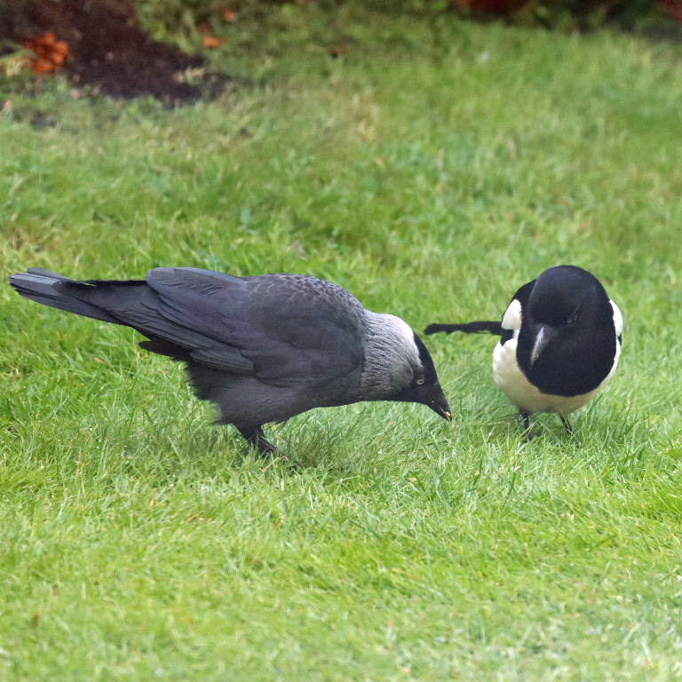 Jackdaw and Magpie