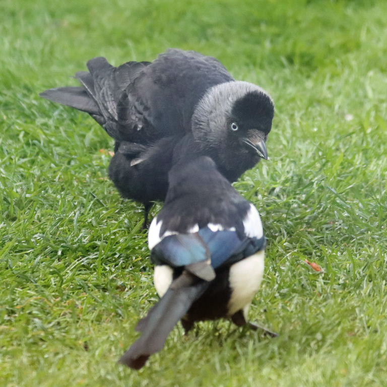 Jackdaw and Magpie