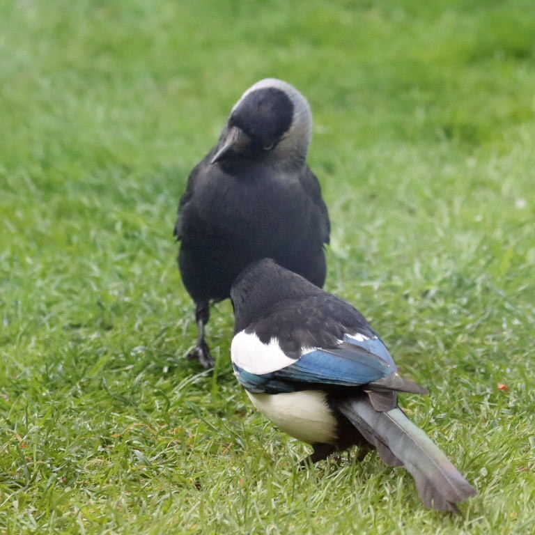 Jackdaw and Magpie