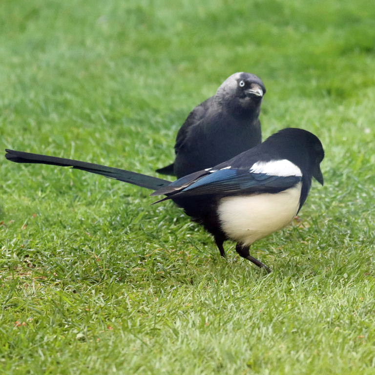 Jackdaw and Magpie