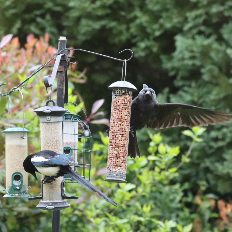 Jackdaw and Magpie