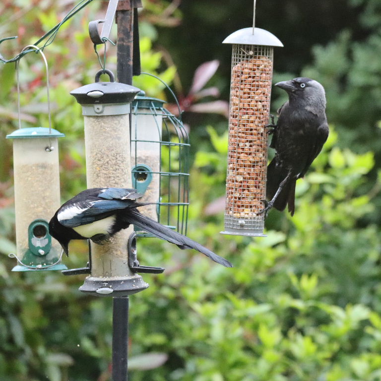 Jackdaw and Magpie