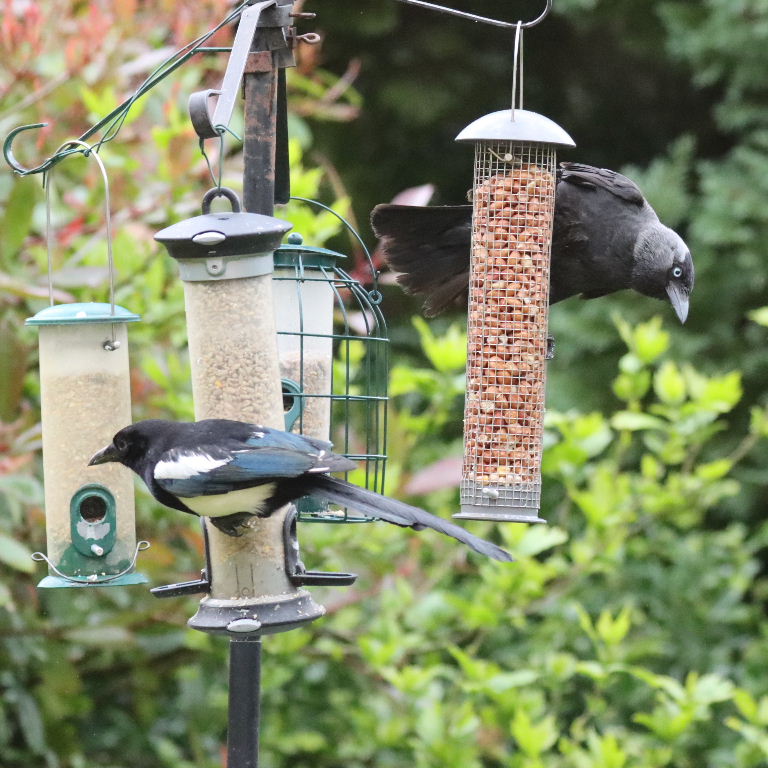Jackdaw and Magpie