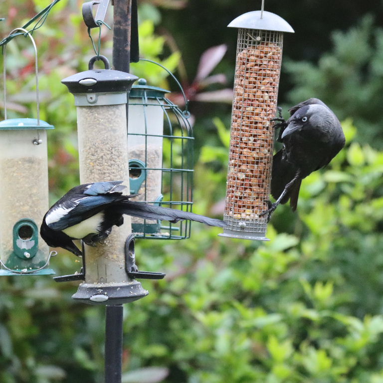 Jackdaw and Magpie