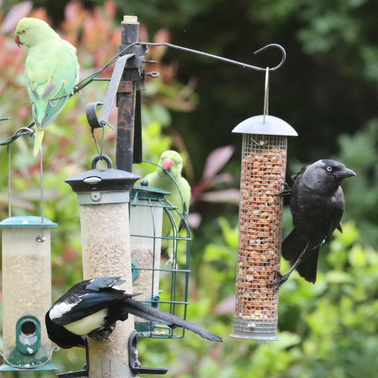 Jackdaw and Magpie