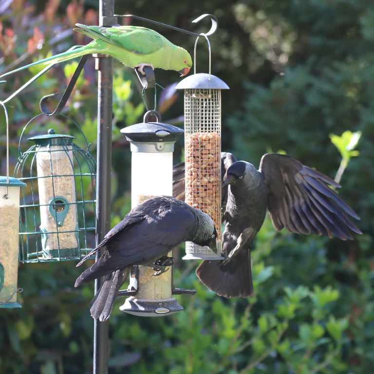 Jackdaws and parakeet on feeder