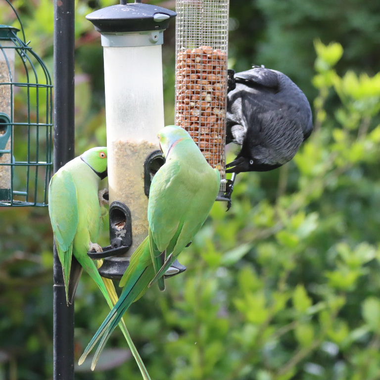 Jackdaw and parakeets on feeder