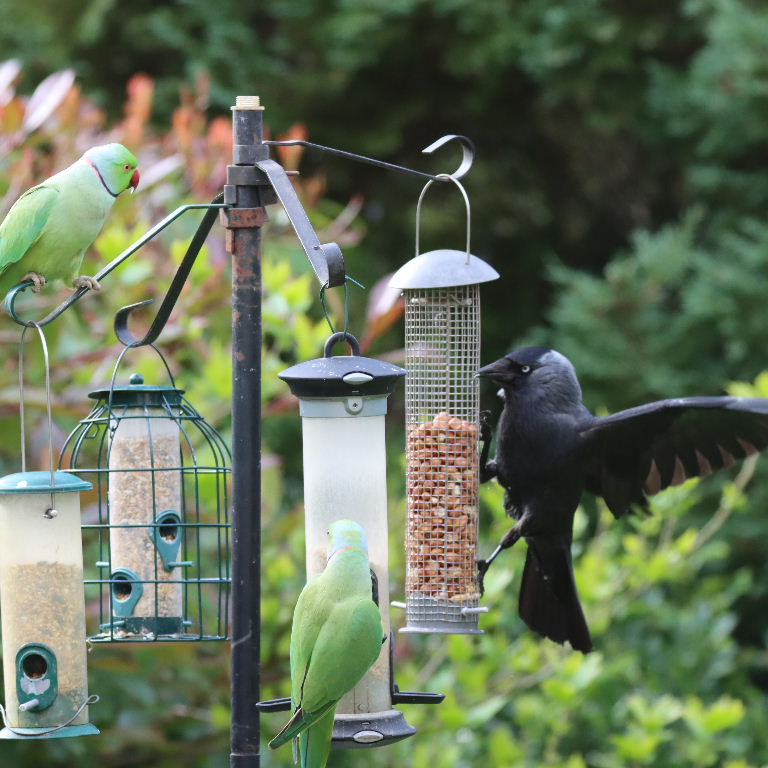 Jackdaw and parakeets on feeder