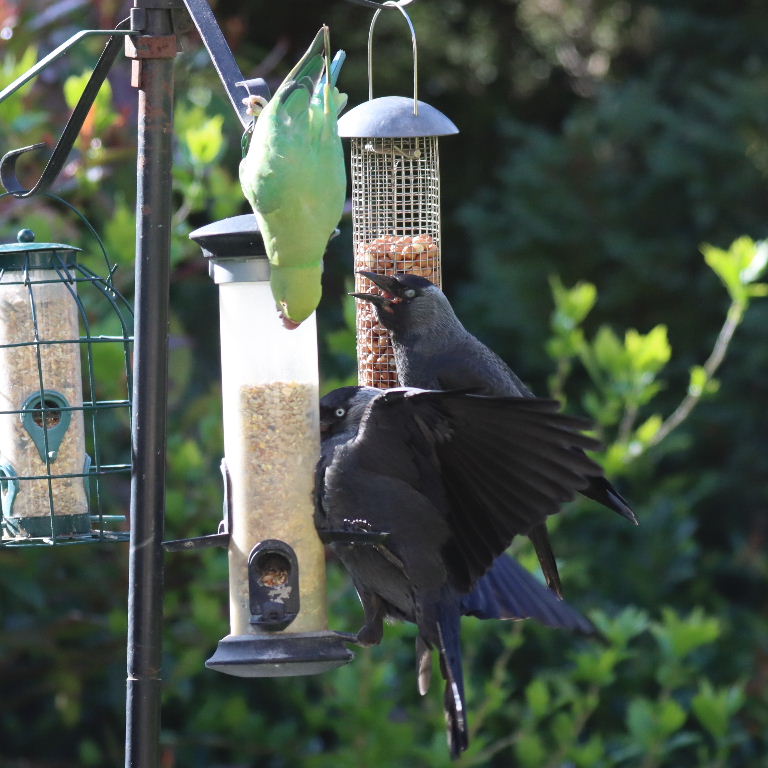 Jackdaws and parakeet on feeder