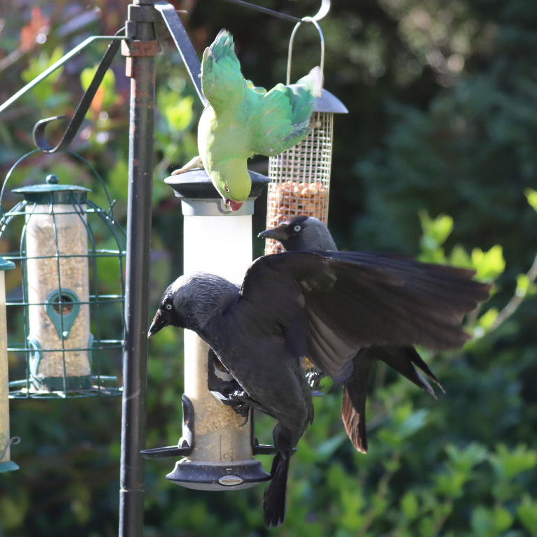 Jackdaws and parakeet on feeder