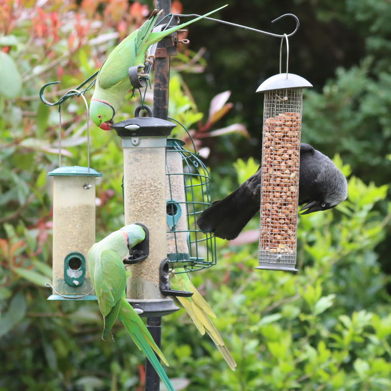 Jackdaw and parakeets on feeder
