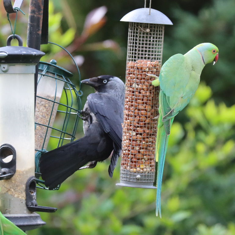 Jackdaw and parakeet on feeder
