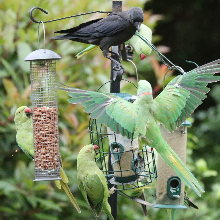 Jackdaw and parakeets on feeder