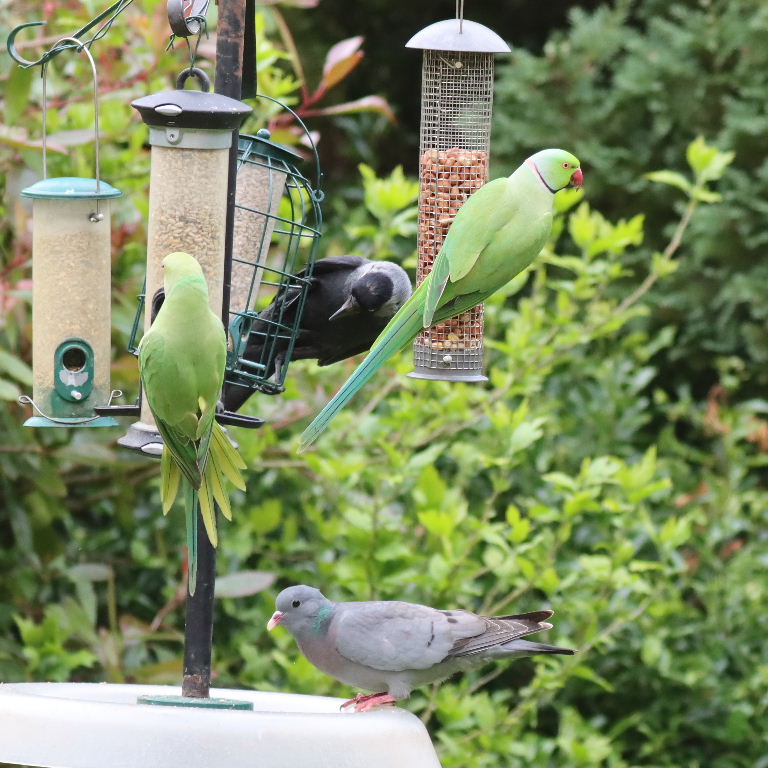 Jackdaw and parakeets on feeder