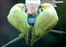 Ringnecked Parakeets