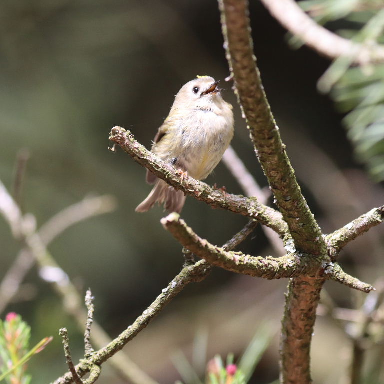 Goldcrest