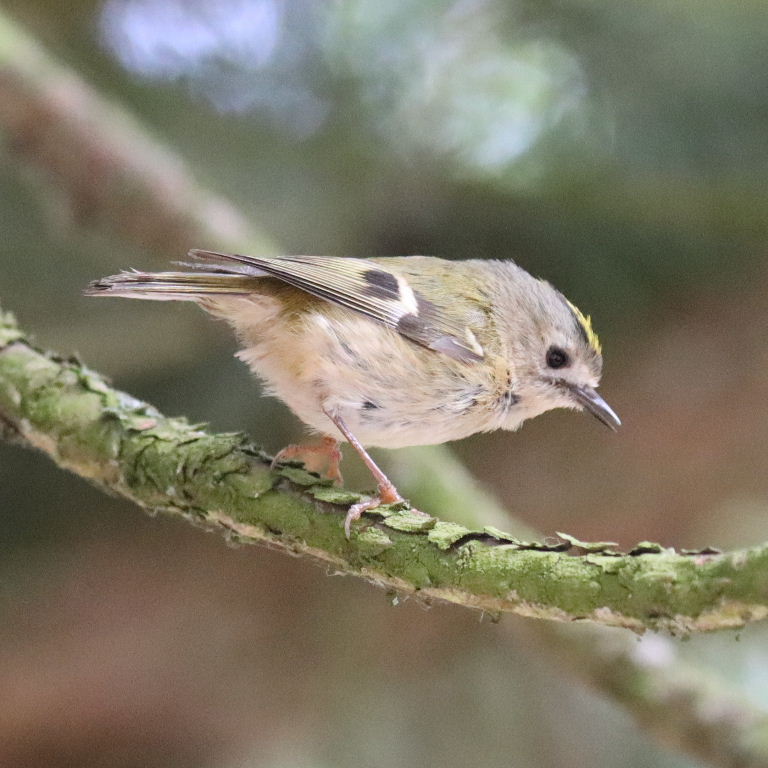 Goldcrest
