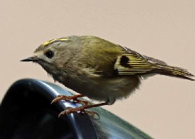 Goldcrest on mirror