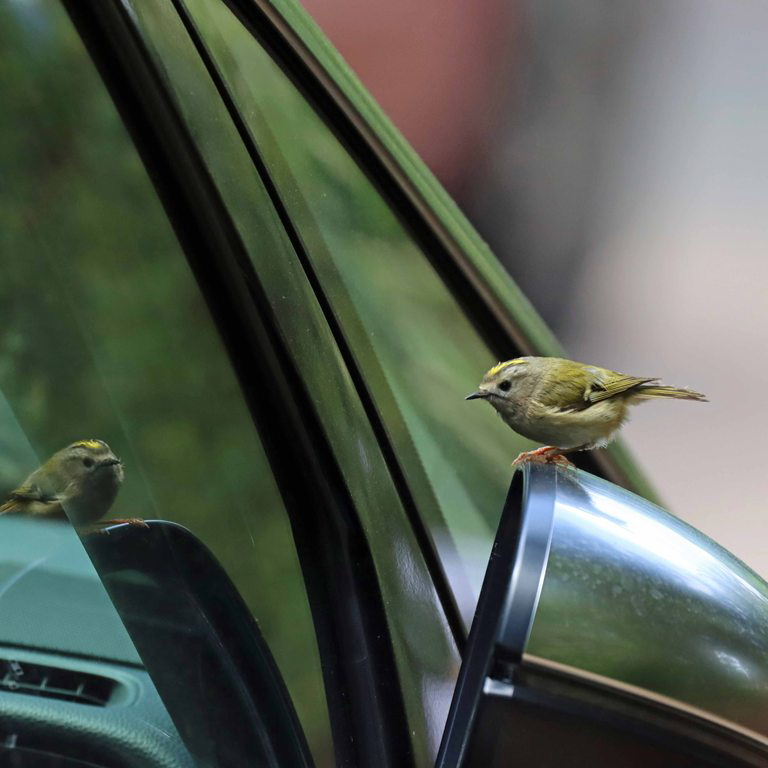 Goldcrest reflecting in car wing mirror
