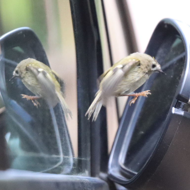 Goldcrest reflecting in car wing mirror