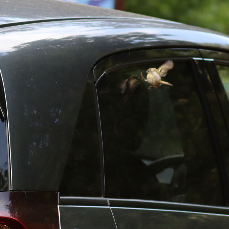 Goldcrest reflecting in car wing mirror