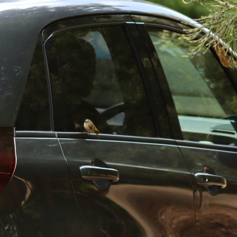 Goldcrest reflecting in car wing mirror