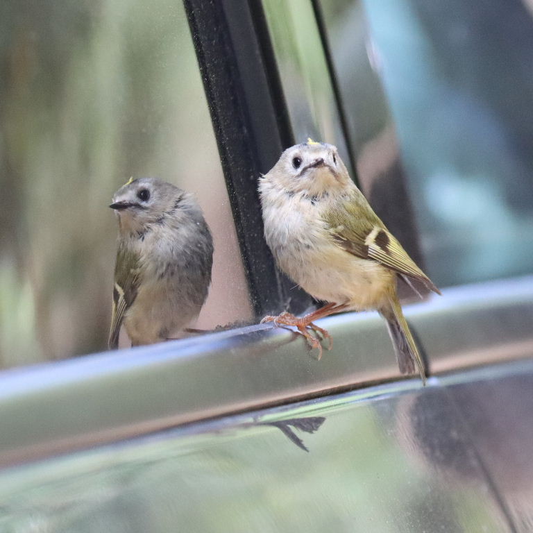 Goldcrest reflecting in car wing mirror