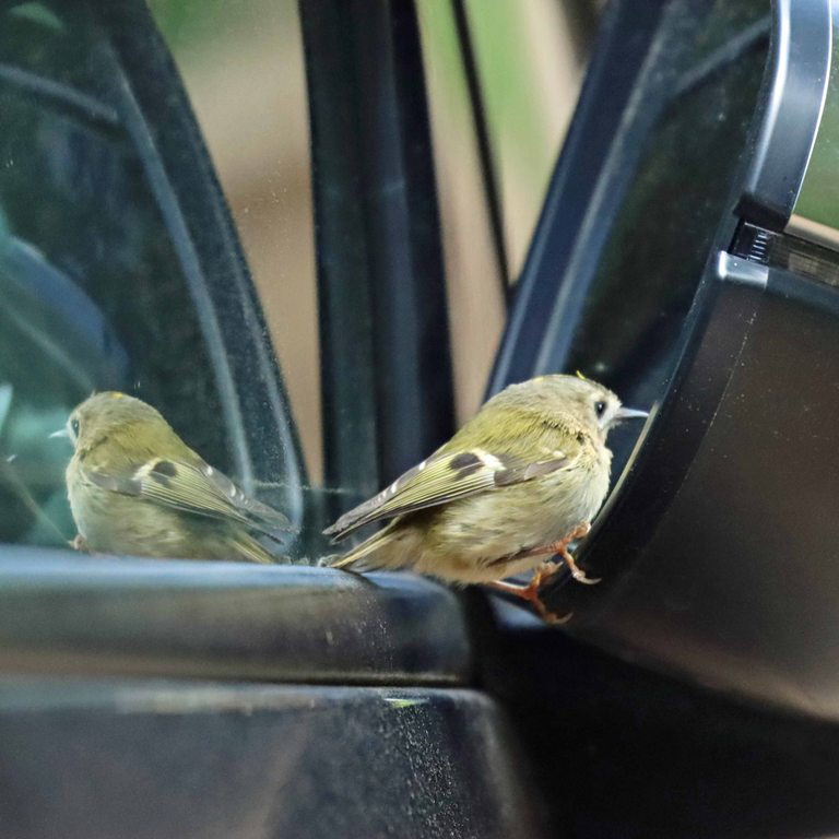 Goldcrest reflecting in car wing mirror