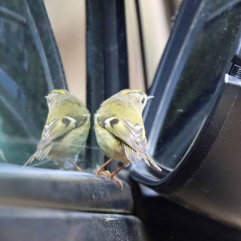 Goldcrest reflecting in car wing mirror