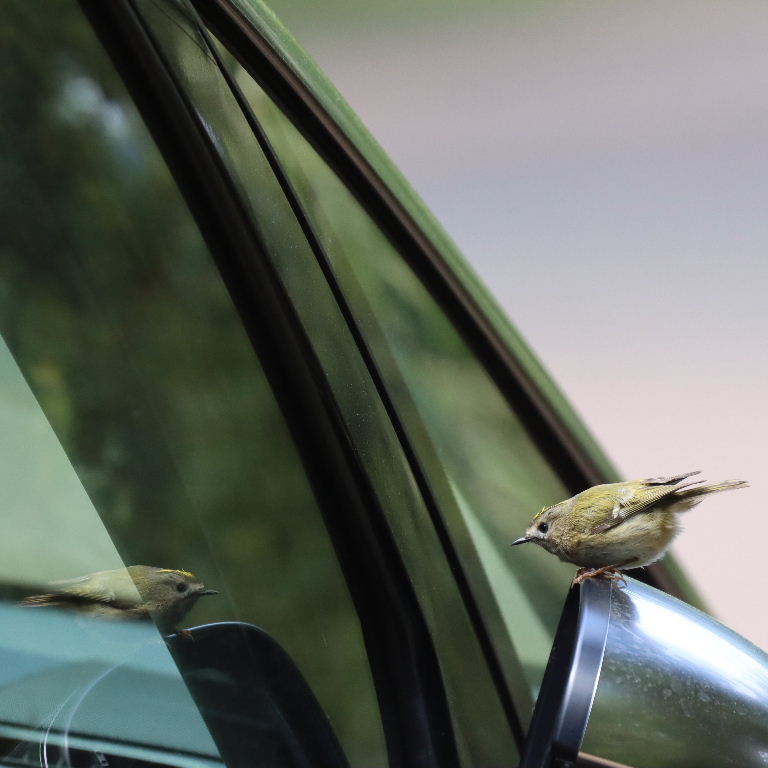 Goldcrest reflecting in car wing mirror