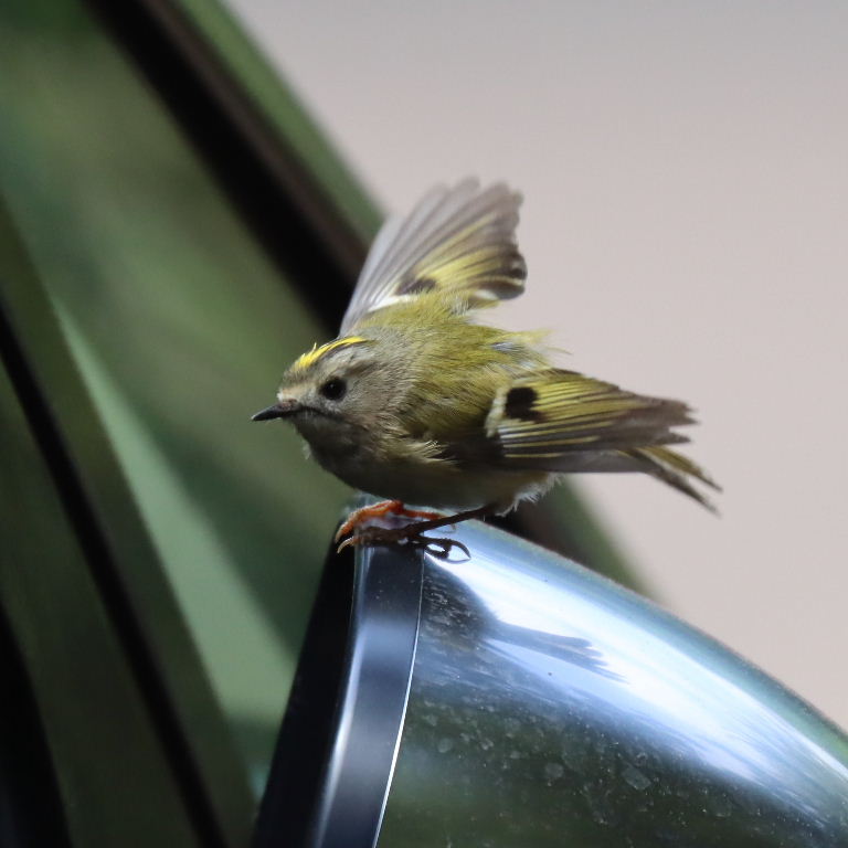 Goldcrest reflecting in car wing mirror