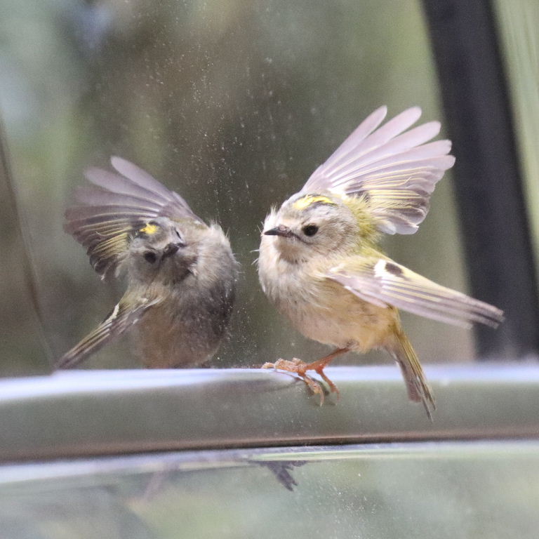 Goldcrest reflecting in car wing mirror