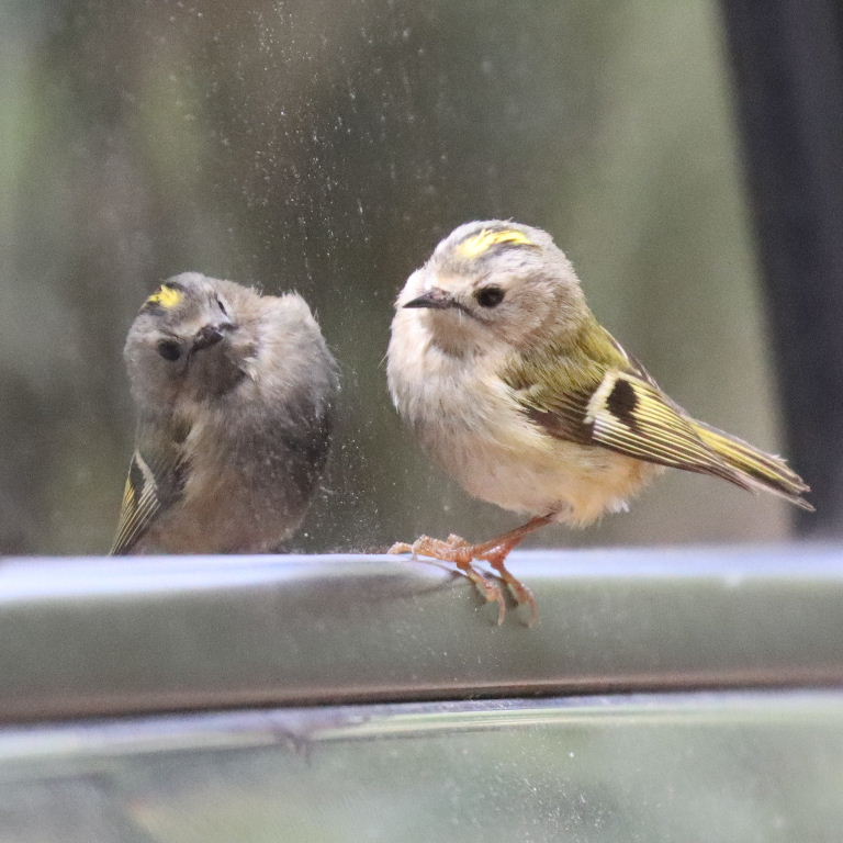Goldcrest reflecting in car wing mirror