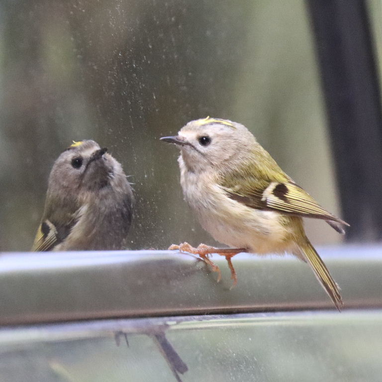 Goldcrest reflecting in car wing mirror