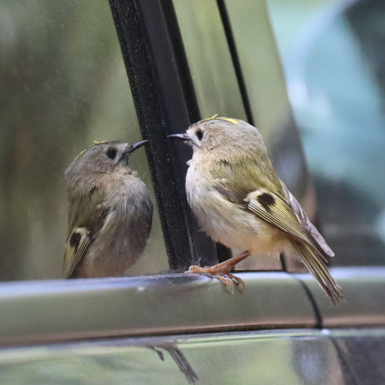 Goldcrest reflecting in car wing mirror