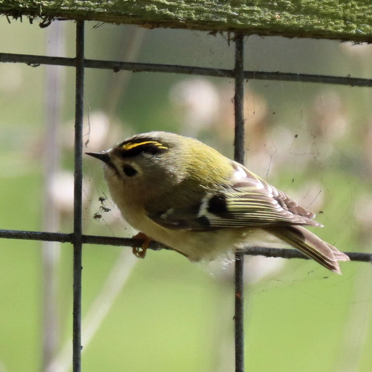 Goldcrest foraging