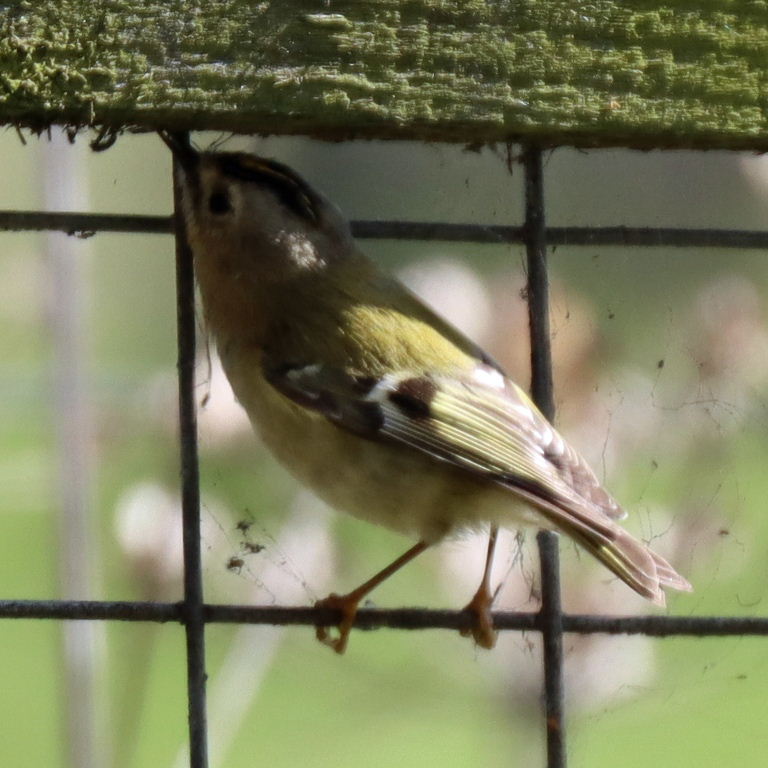 Goldcrest foraging